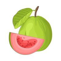 Illustration of guava vector