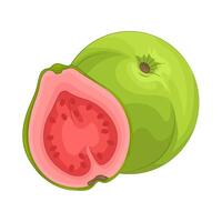 Illustration of guava vector