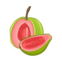 Illustration of guava vector