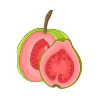 Illustration of guava vector