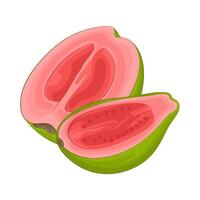 Illustration of half guava vector