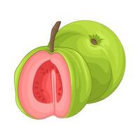 Illustration of guava vector