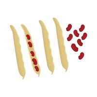 Illustration of red bean vector