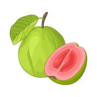 ilustración de guayaba vector