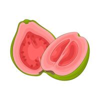 Illustration of half guava vector