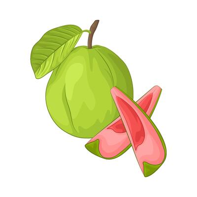 Illustration of guava