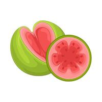 Illustration of guava vector