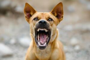 AI generated Head shot of aggressive dog barking. Rabies virus infection concept. photo