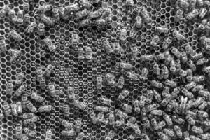 La estructura hexagonal abstracta es un panal de abejas lleno de colmena foto