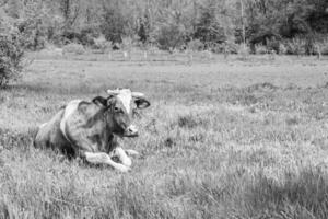 Photography on theme beautiful big milk cow grazes on dark meadow under light sky photo