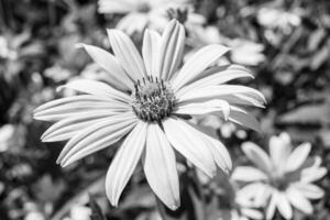 fina flor silvestre creciente aster falso girasol en pradera de fondo foto