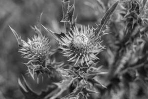 Beautiful growing flower root burdock thistle on background meadow photo