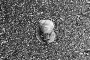 Big garden snail in shell crawling on wet road hurry home photo