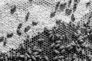 La estructura hexagonal abstracta es un panal de abejas lleno de colmena foto