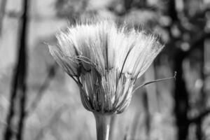 Beautiful wild growing flower seed dandelion on background meadow photo