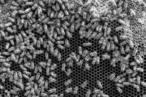 La estructura hexagonal abstracta es un panal de abejas lleno de colmena foto