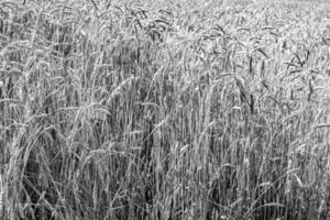 Photography on theme big wheat farm field for organic harvest photo