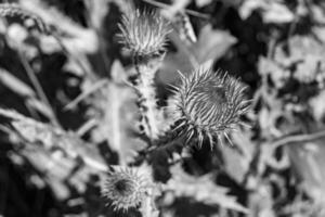 Beautiful growing flower root burdock thistle on background meadow photo