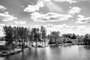 Beautiful grass swamp reed growing on shore reservoir in countryside photo