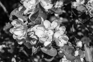 fotografía en tema hermosa Fruta rama manzana árbol con natural hojas debajo limpiar cielo foto