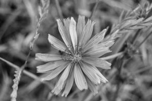 Beauty wild growing flower chicory ordinary on background meadow photo