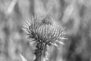 Beautiful growing flower root burdock thistle on background meadow photo
