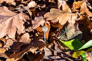 fotografía a tema grande hermosa venenoso seta en bosque en hojas antecedentes foto