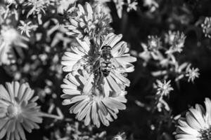 Beautiful wild flower winged bee on background foliage meadow photo