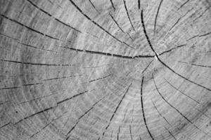 Beautiful wooden fracture old oak, natural texture close up photo