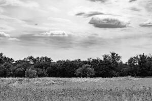 Beautiful horizon scenery in village meadow on color natural background photo