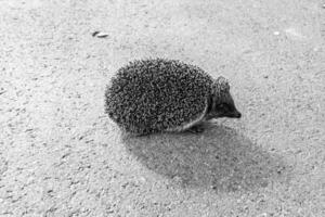 Photography on theme beautiful prickly little hedgehog goes into dense wild forest photo