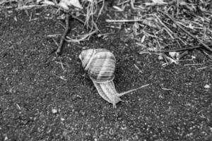 Big garden snail in shell crawling on wet road hurry home photo