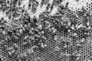 La estructura hexagonal abstracta es un panal de abejas lleno de colmena foto