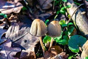 fotografía a tema grande hermosa venenoso seta en bosque en hojas antecedentes foto