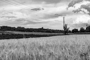 fotografía sobre el tema gran campo de cultivo de trigo para la cosecha orgánica foto