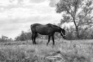 Beautiful wild brown horse stallion on summer flower meadow photo