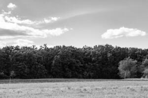 Beautiful horizon scenery in village meadow on color natural background photo