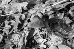 Photography to theme large beautiful poisonous mushroom in forest on leaves background photo