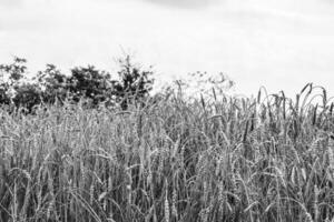 Photography on theme big wheat farm field for organic harvest photo