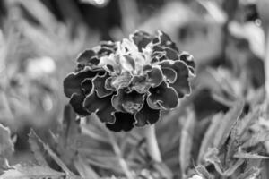 fina flor de caléndula de caléndula de crecimiento silvestre en la pradera de fondo foto