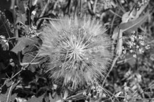 Beautiful wild growing flower seed dandelion on background meadow photo