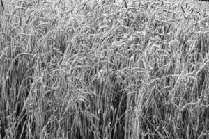 Photography on theme big wheat farm field for organic harvest photo