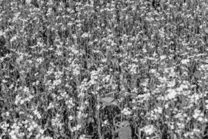 fotografía sobre el tema mostaza de flores silvestres finas en la pradera de fondo foto