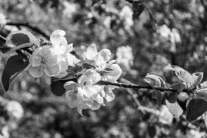 Photography on theme beautiful fruit branch apple tree with natural leaves under clean sky photo