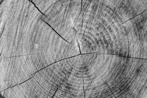 hermosa fractura de madera de roble viejo, textura natural de cerca foto