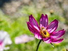 Spring single daisy flower and bee photo