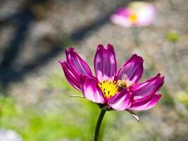 Spring single daisy flower and bee photo