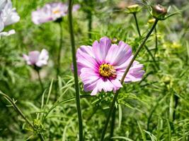 Spring single daisy flower and bee photo