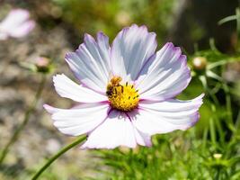 Spring single daisy flower and bee photo