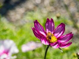 Spring single daisy flower and bee photo